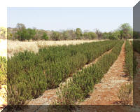 The farm currently produces garlic and herbs.