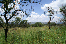 Bushveld Area