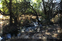 Perennial Stream