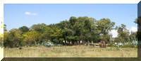 Home Pastures