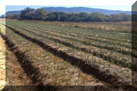 Garlic Production