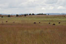 Grazing lands