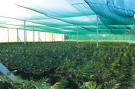 Shade Net Area