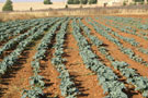 Prime Crop Lands
