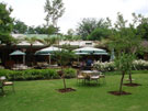 Tea Garden