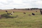 Contented Cattle