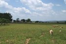 Irrigated Pastures